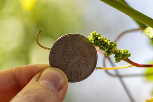 A very small grape brush on the background of a 10 British pence coin