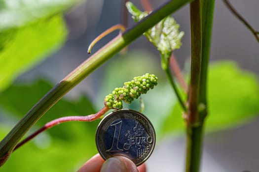 A very small grape brush on the background of a 1 euro coin