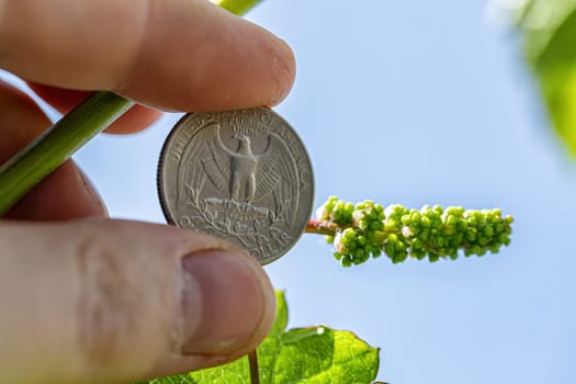 A very small grape brush on the background of a 25 US cent coin