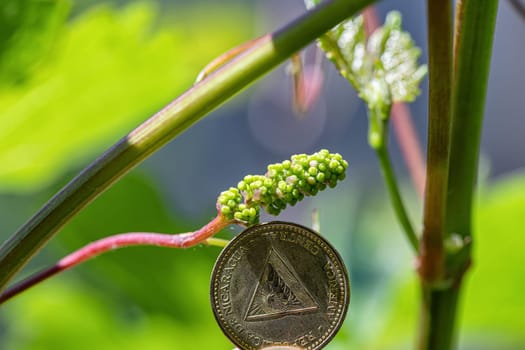 A very small grape brush on the background of a coin from Nicaragua