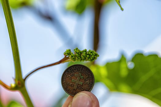 A very small grape brush against the background of a 50 centimes coin of French equatorial Africa