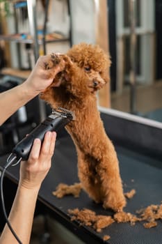 Woman trimming toy poodle with electric razor in grooming salon