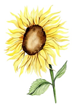 Sunflower, watercolor flower. Hand drawn illustration isolated on white. Summer yellow garden. Designf for baby shower party, birthday, cake, holiday celebration design, greetings card,invitation.