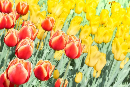 a bulbous spring flowering plant of the lily family, with boldly colored cup shaped flowers.
