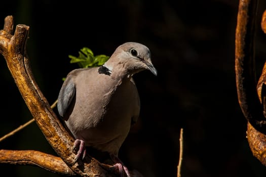 A single Cape Turtle Dove (Streptopelia capicola) in golden hour on a black shaded background