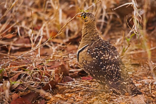 A single male Double-banded Sandgrouse (Pterocles bicinctus) in Kruger National Park. South Africa