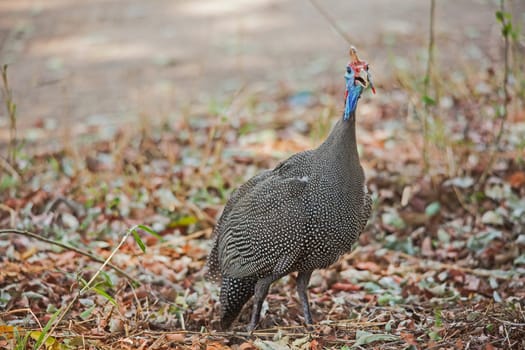 A singe Helmet Guinea Fowl (Numida meleagris) in Kruger National Park South Africa