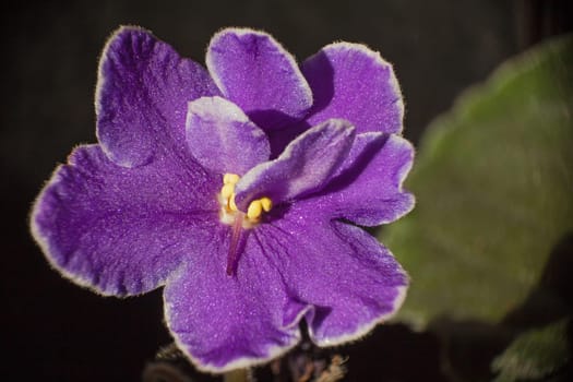 Macro image of a single flower of Saintpaulia or African violet