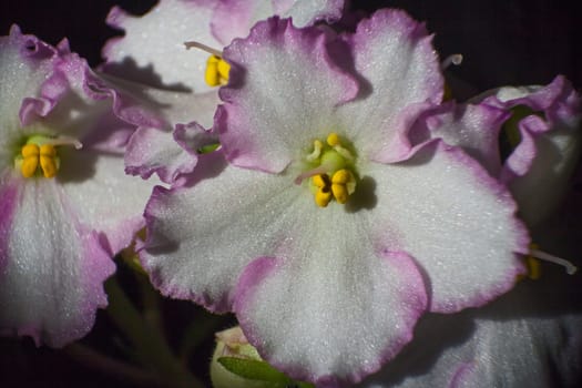 Macro image of a single flower of Saintpaulia or African violet