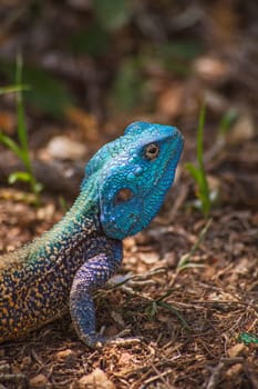 Close-up image of a single male Southern Tree Agama (Acanthocercus atricollis) in Kruger National Park. South Africa