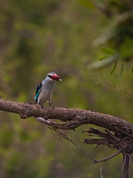 Woodland Kingfisher (Halcyon senegalensis) with insect prey in Kruger National Park. South Africa