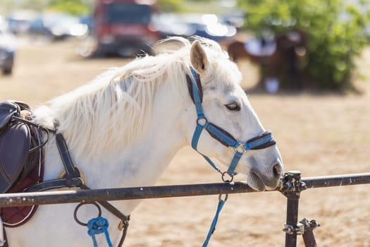 A white horse stands at a metal fence outdoors. Mid shot
