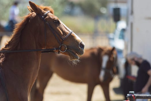 The muzzle of a brown horse in the reins. Mid shot