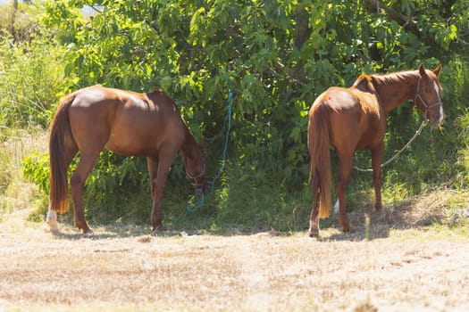 Brown horses in reins grazing near a bush. Mid shot