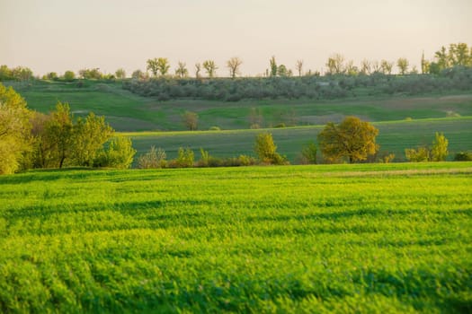 Warm golden sunlight illuminates the green field of wheat. Morning freshness concept. Natural background