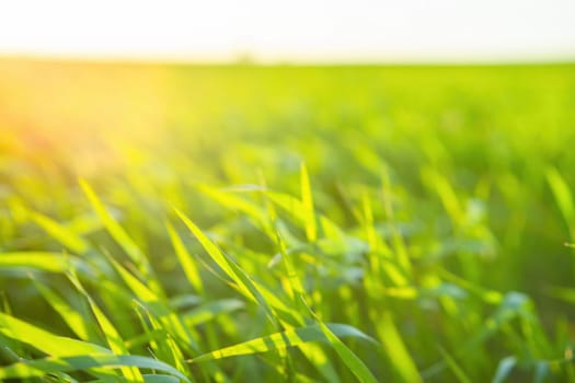 Bright vibrant green grass close-up. Warm golden sunlight illuminates the grass leaves.Concept of morning freshness.Natural background