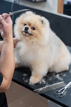 A woman makes a pomeranian haircut with scissors. Spitz dog in a grooming salon