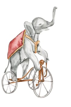 Watercolor hand drawn circus elephant on the bicycle vintage style. Perfect for wedding, invitations, blogs, card templates, birthday and baby cards, patterns, quotes. isolater on white background.