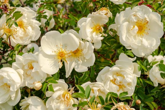 White rosehip flowers in nature. Selective focus