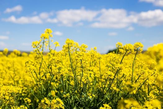 Beautiful yellow rapeseed field with a beautiful blue sky. Biofuel concept. Blur, place for an inscription
