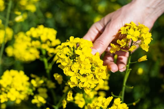 A farmer checks the harvest of a rapeseed field. rural state. Biofuel concept