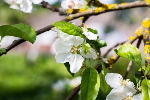 Beautiful white flowers on an apple tree branch against a blurred garden. Spring, flowering