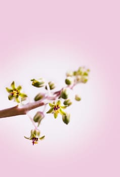 Beautiful yellow-purple  flowers of ledebouria socialis -silver squill or wood hyacinth - on colored  background