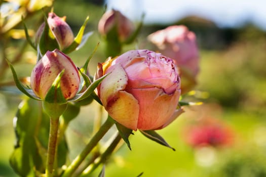 Detail of beautiful romantic pink rose bud in the garden ,