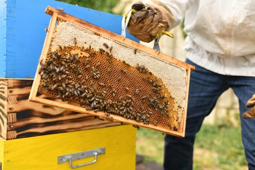 A beehive with bees. Close up