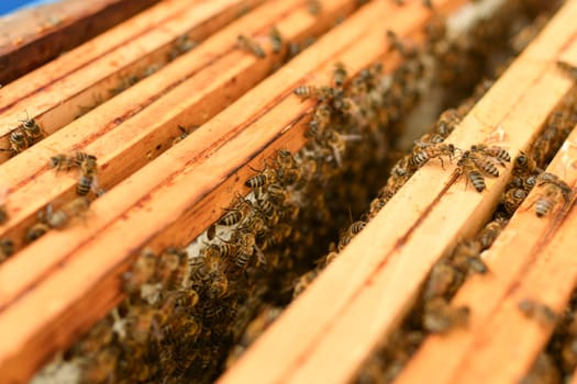 A beehive with bees. Close up