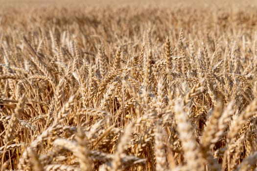 Wheat field. Ears of golden wheat close up. Beautiful Nature Sunset Landscape. Rural Scenery under Shining Sunlight.
