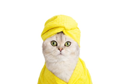 funny white British cat in a yellow towel on his head and a yellow robe on a white background, look at camera . Close up. Copy space