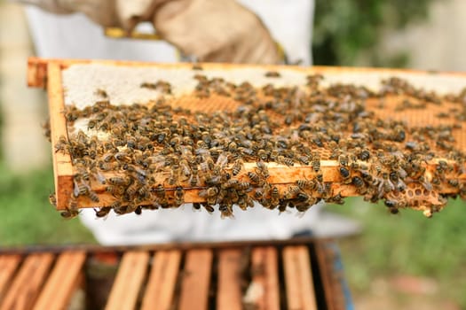 A beehive with bees. Close up