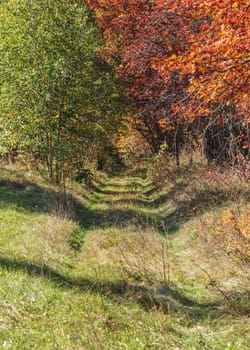 Forest road alley in autumn, green trees on one side, red other.