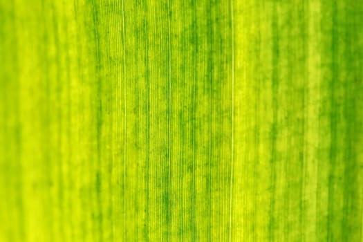 Close up of banana leaf, shallow depth of field, only centre in focus. Abstract tropical natural texture / background.