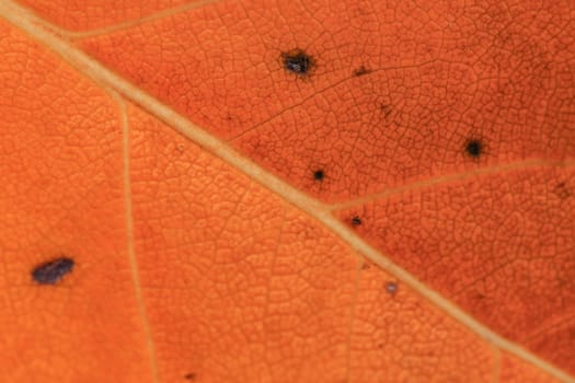 Close up macro - orange leaf structure. Abstract autumn background.