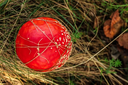 Top down view, fly agaric mushroom ( Amanita muscaria ) growing in forest dry grass.