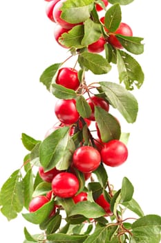 Red mirabele plums (Prunus domestica syriaca) with tree branch, isolated on white background.