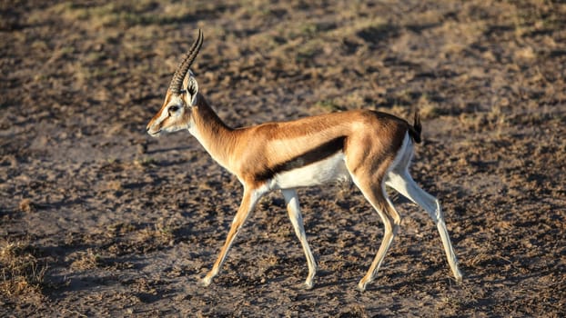 Thomson's gazelle (Eudorcas thomsonii) walking on ground with no grass, side view.