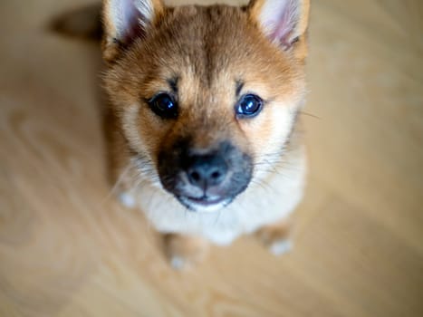 Selective focus. Portrait of cute Shiba Inu small dog, puppy, Close up. Dogecoin. Red-haired Japanese dog smile portrait. Illuminating color, cryptocurrency, electronic money. Photo for postcard