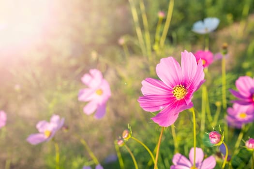Beautiful cosmos flower in field with sunlight.