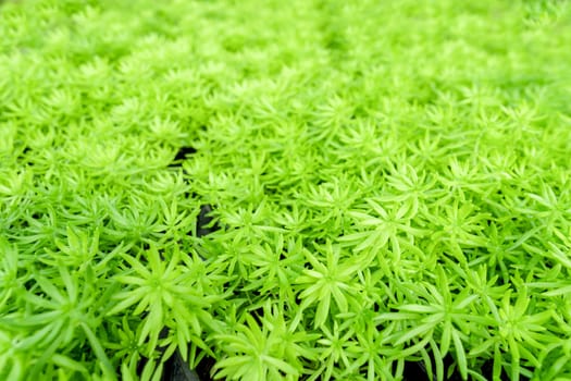 Green fresh gold moss sedum texture as background.