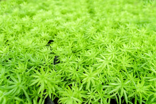 Green fresh gold moss sedum texture as background.