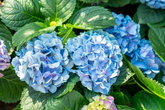 Blue hydrangea flowers growing in the garden.