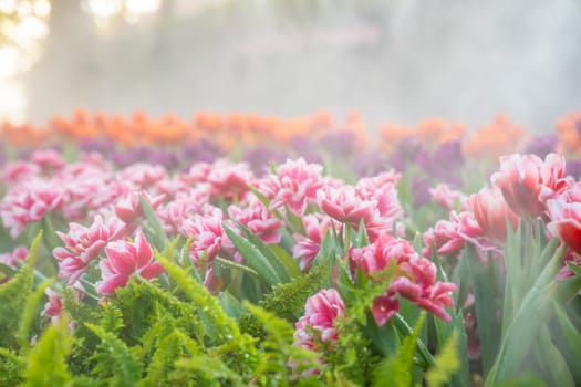 Beautiful red white tulips garden spring is coming spring season backgrounds concept