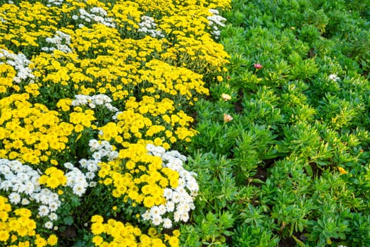 Soft Yellow Chrysanthemum flowers in garden.