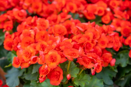 Red colored begonias (Begonia tuberhybrida) in garden