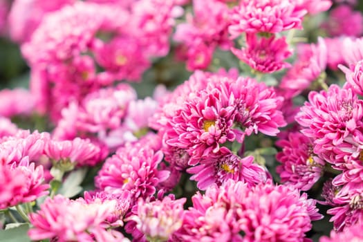 Soft pink purple Chrysanthemum flowers nature in the garden.