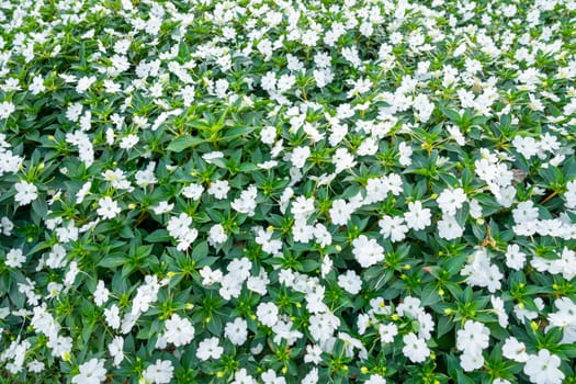 Background of white flowers Impatiens Walleriana : Lizzie in the garden.