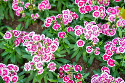 Dianthus chinensis Dianthus Butterfly is a flower with the same carnation with beautiful flowers.